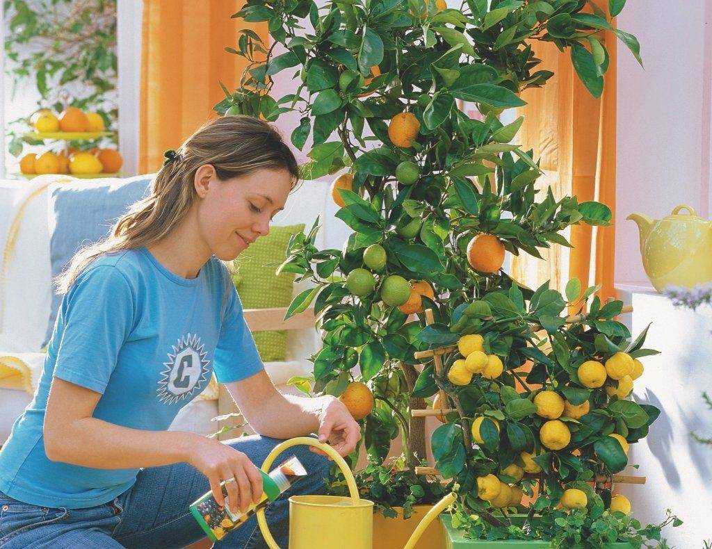 Как вырастить лимонное дерево из косточки в домашних условиях и получить росток лимона Как ухаживать за лимонным деревом в горшке и вырастить большое лимонное дерево в домашних условиях Все о прививке лимона