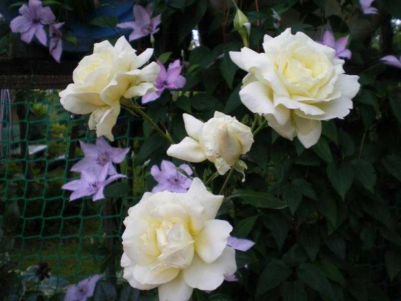 Плетистая роза эльф для украшения сада