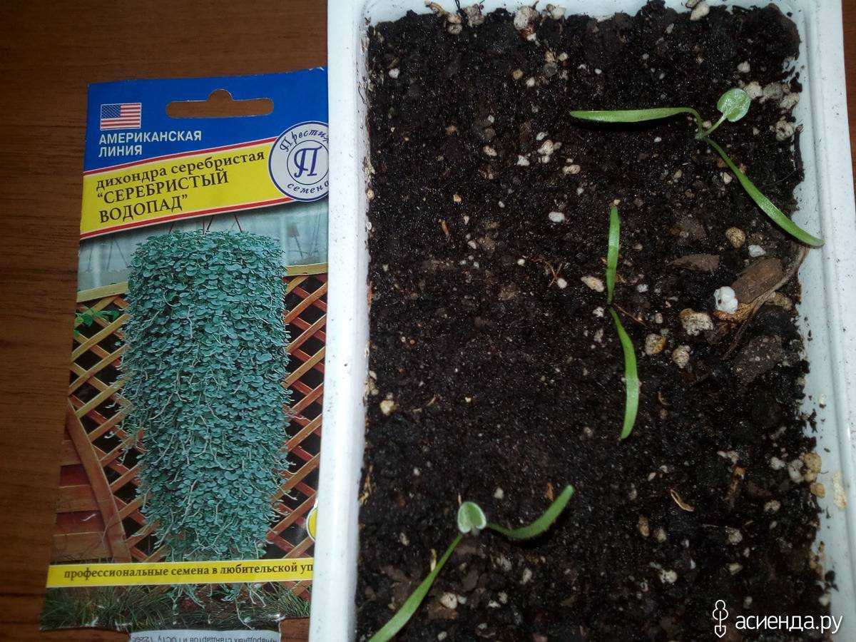 Дихондра ампельная — выращивание из семян в домашних условиях