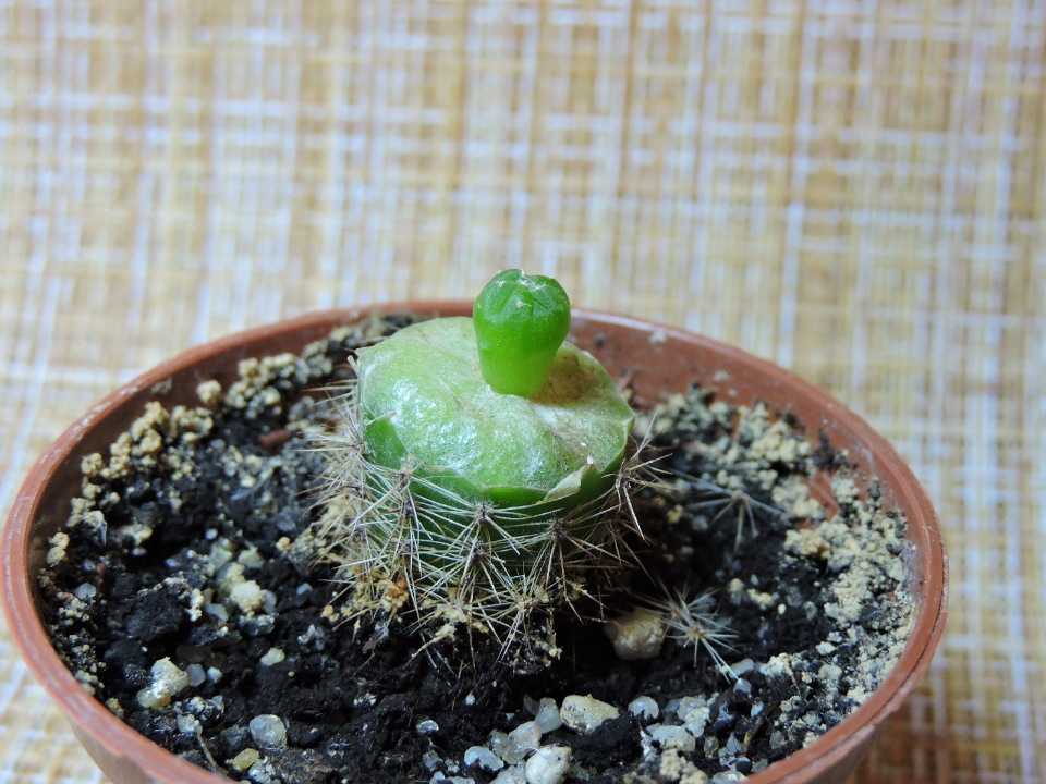 Размножение кактусов в домашних условиях «детками» и черенкованием