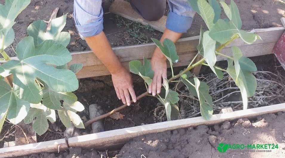 Уход за инжиром в открытом грунте: посадка, выращивание, как поливать, обрезка