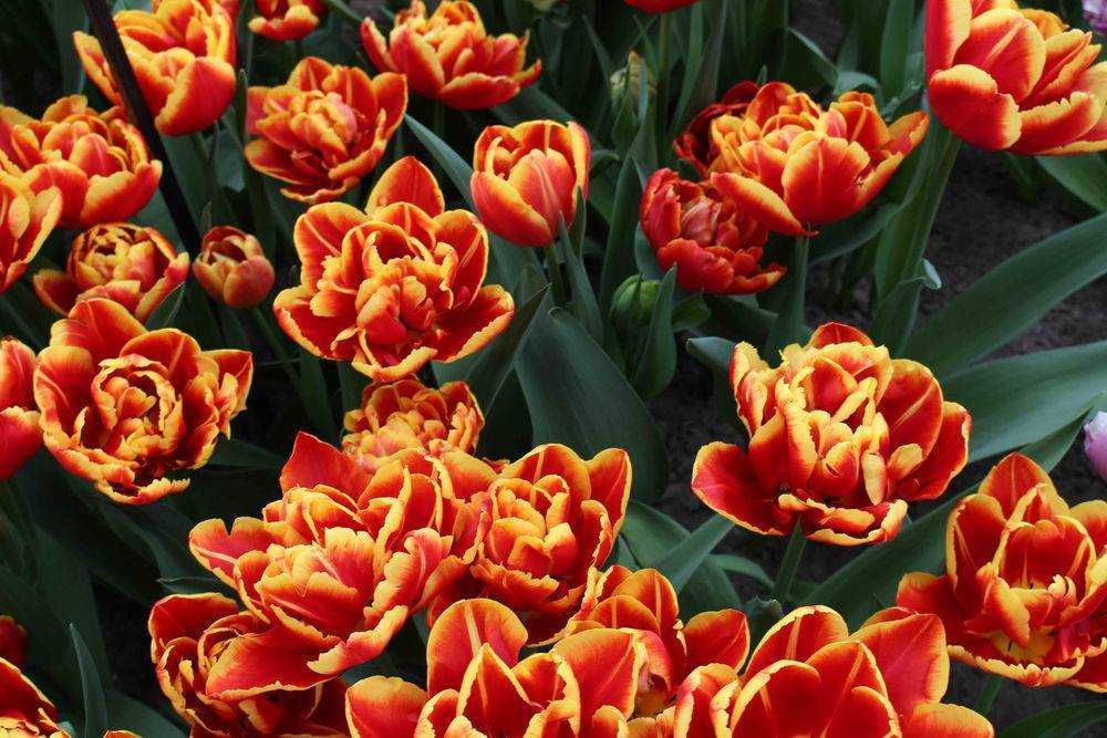 Тюльпаны - роскошные фото прекрасных и нежных цветков для сада
