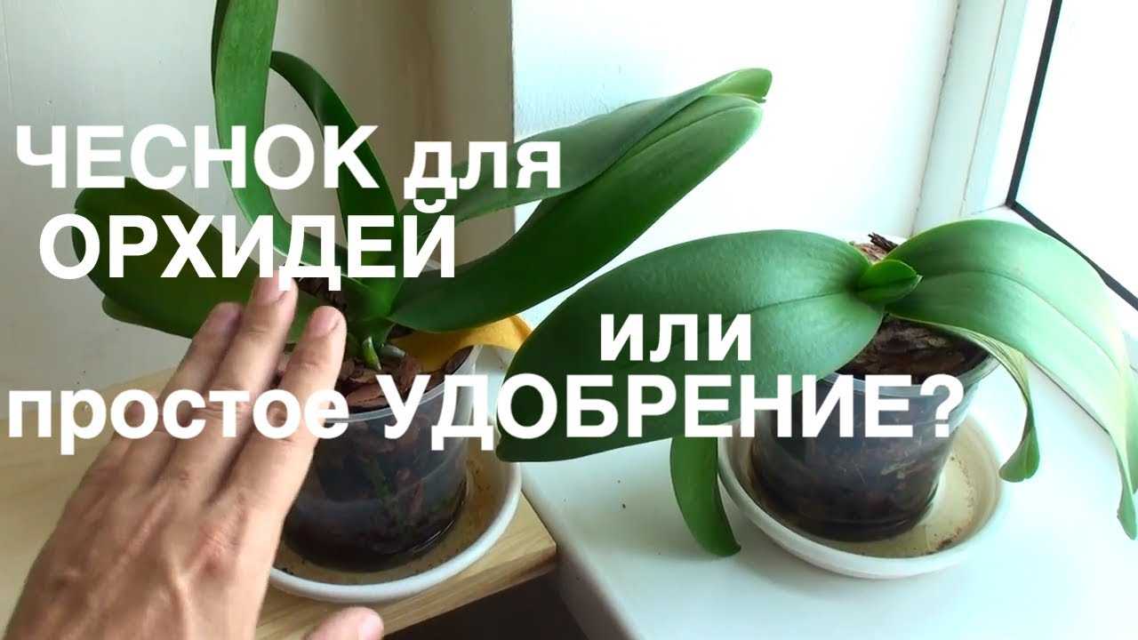 Чесночная вода для орхидей: что это, почему она полезна, когда и как часто поливать цветок, а также в чем особенности рецепта раствора?дача эксперт