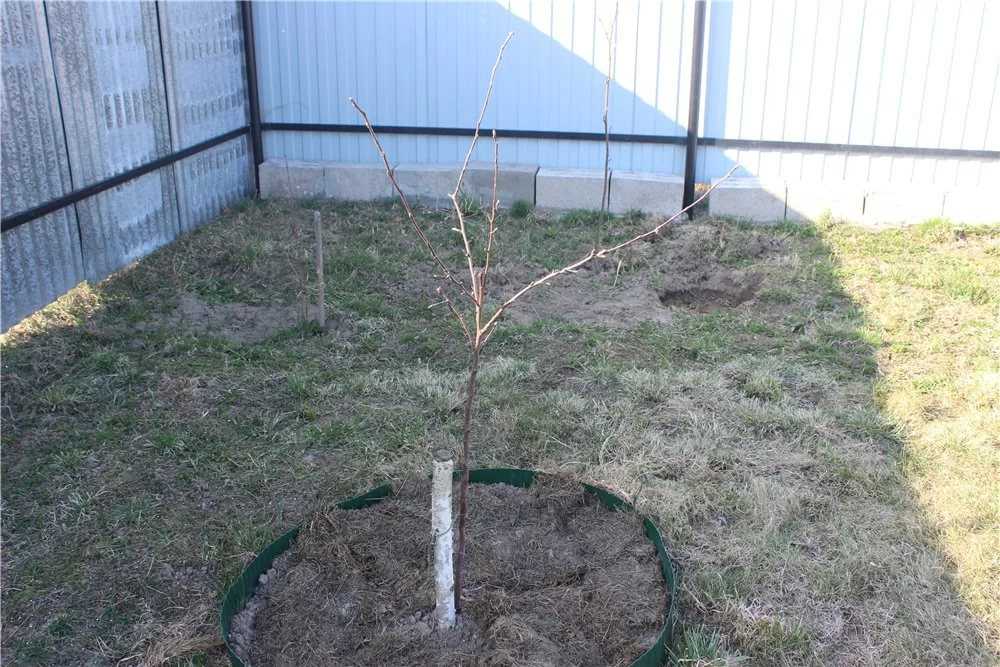 Как посадить яблоню саженцами весной или осенью: пошаговое руководство для начинающих