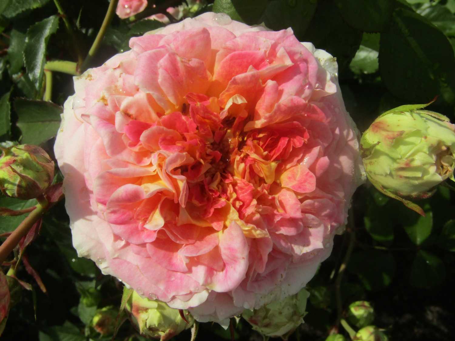 Роза цезарь, плетистая: фото и описание