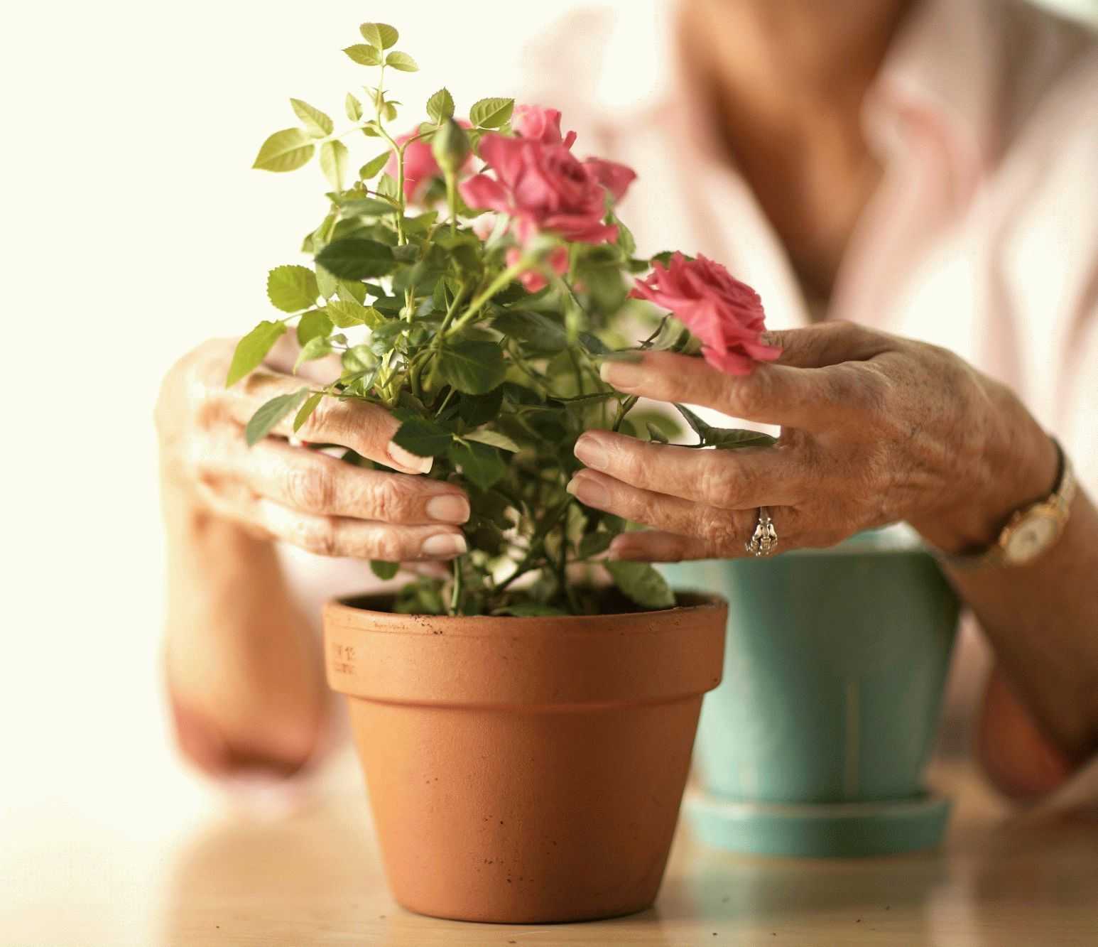 Роза полиантовая: преимущества сортов, посадка и уход, фото