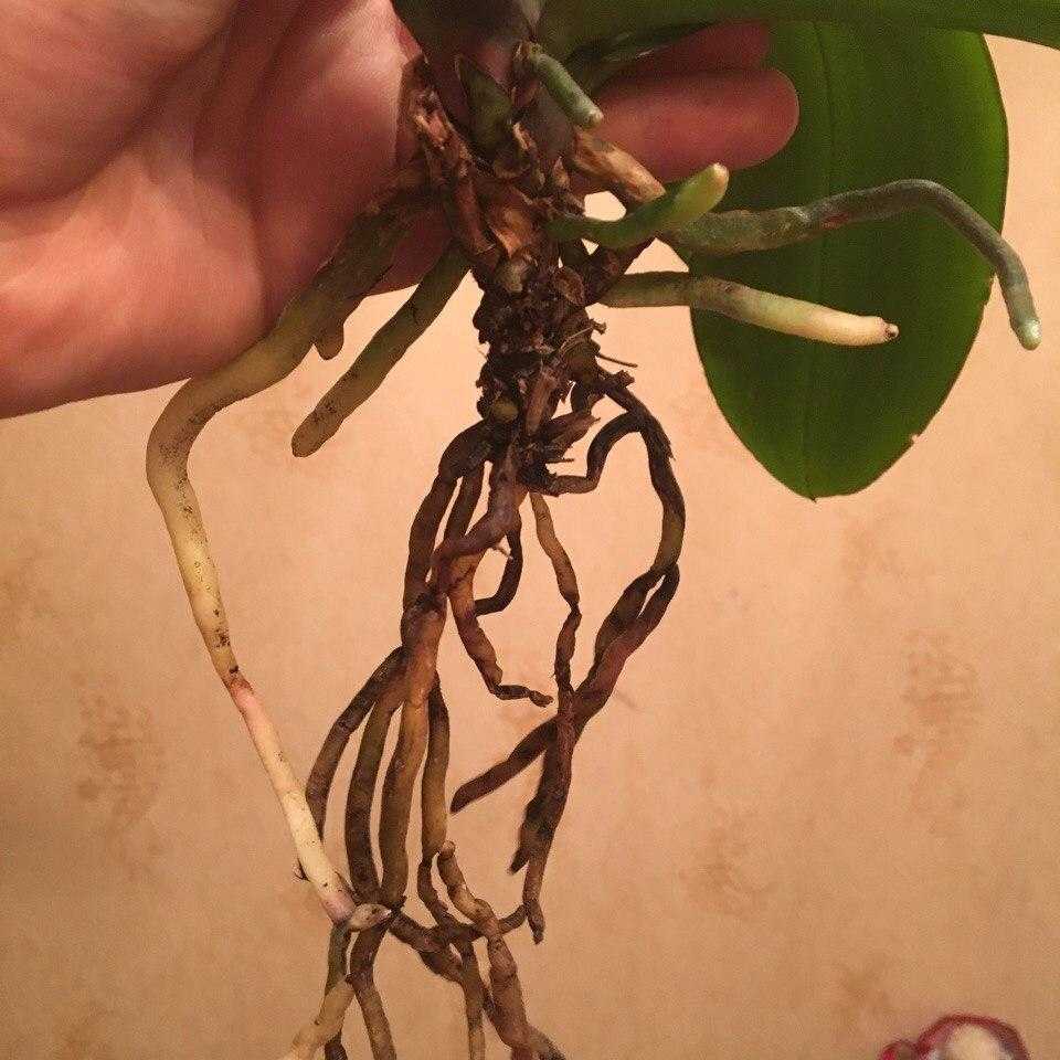 Воздушные корни у орхидеи: причины, что с ними делать, нужно ли их обрезать