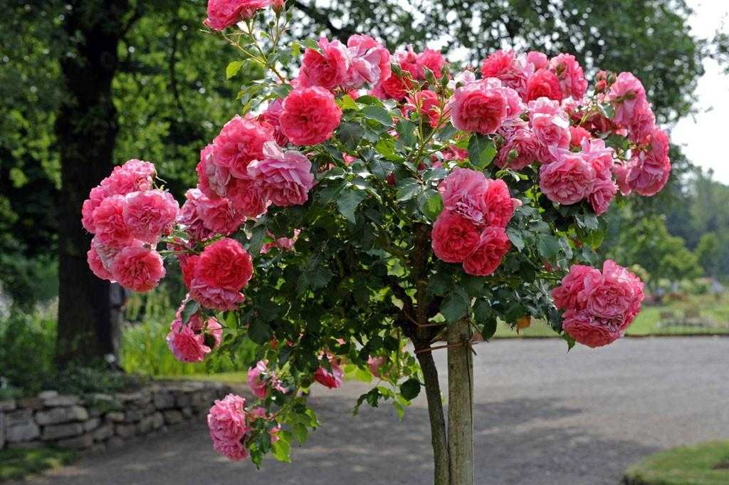 Роза розариум ютерсен: описание сорта и характеристика, посадка и уход