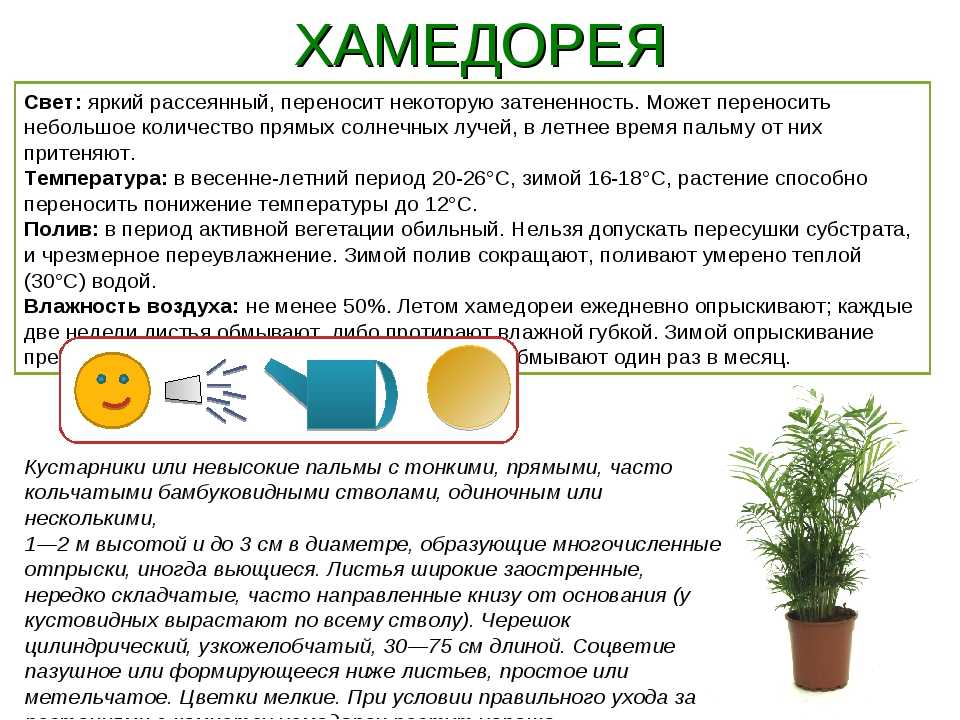 Аспарагус серповидный (фалькатус): фото и подробное описание комнатного растения, а также особенности ухода за ним в домашних условиях