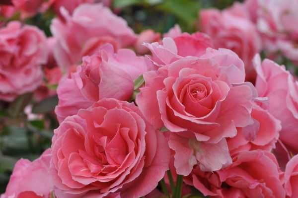ᐉ плетистая роза лавиния фото и описание