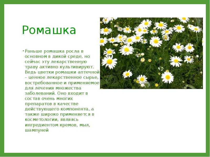 Пиретрум выращивание из семян - дневник садовода rest-dvor.ru