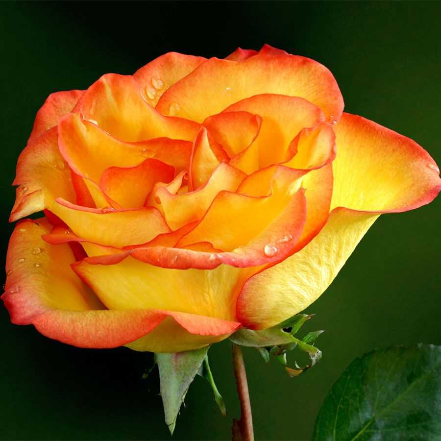 Розы — виды и сорта для российских садов с названиями и описанием