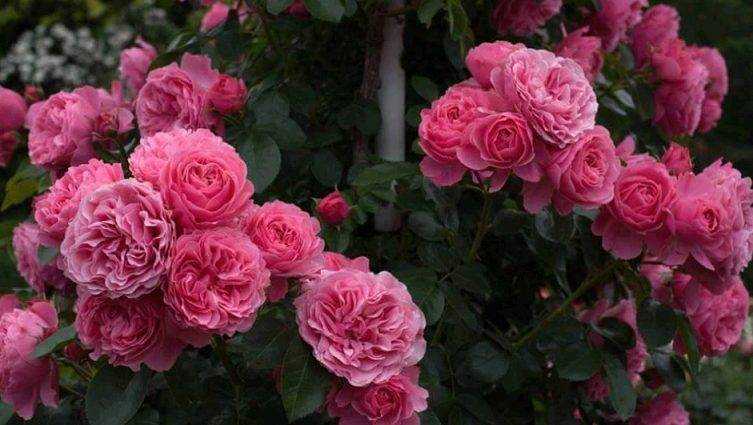 Роза Парад Parade — описание сортового клайминга, как выглядит, использования для украшения сада Методика выращивания плетистой розы, как правильно выбрать место и какой нужен полив