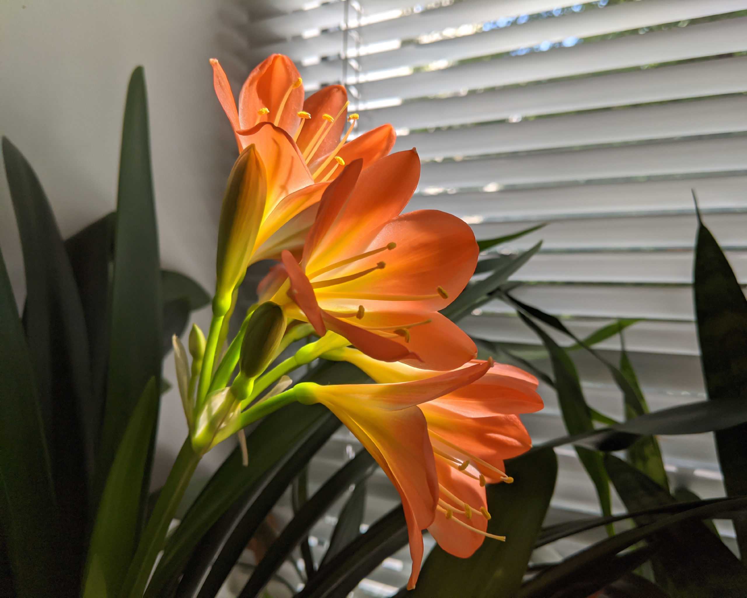 Комнатный цветок кливия: уход в домашних условиях