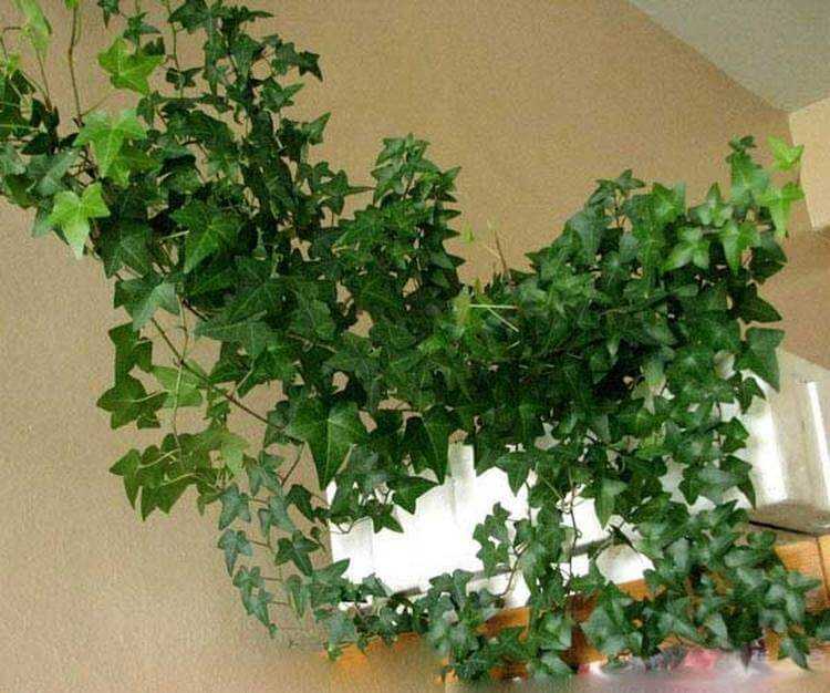 Хедера хеликс — как выглядит растение плющ