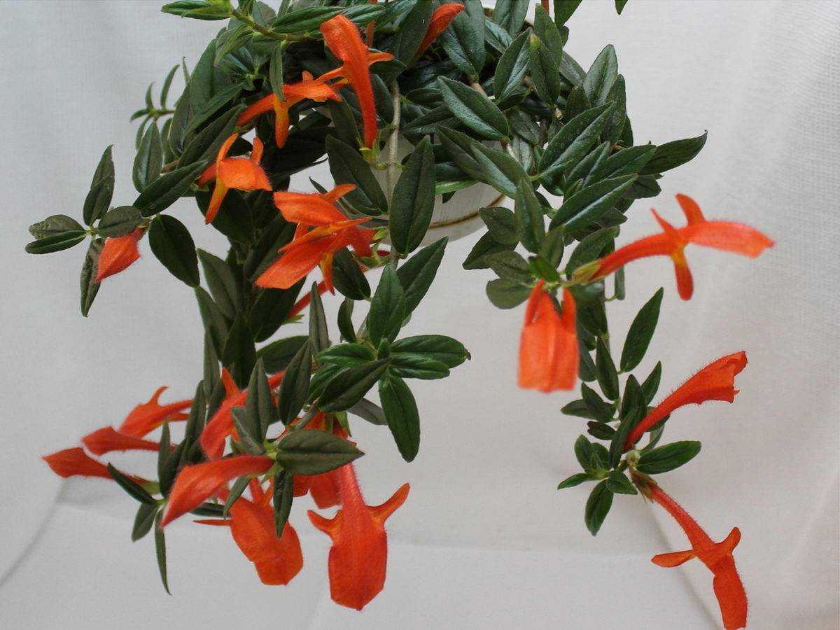 ✅ колумнея (columnea): уход за цветком в домашних условиях - сад62.рф