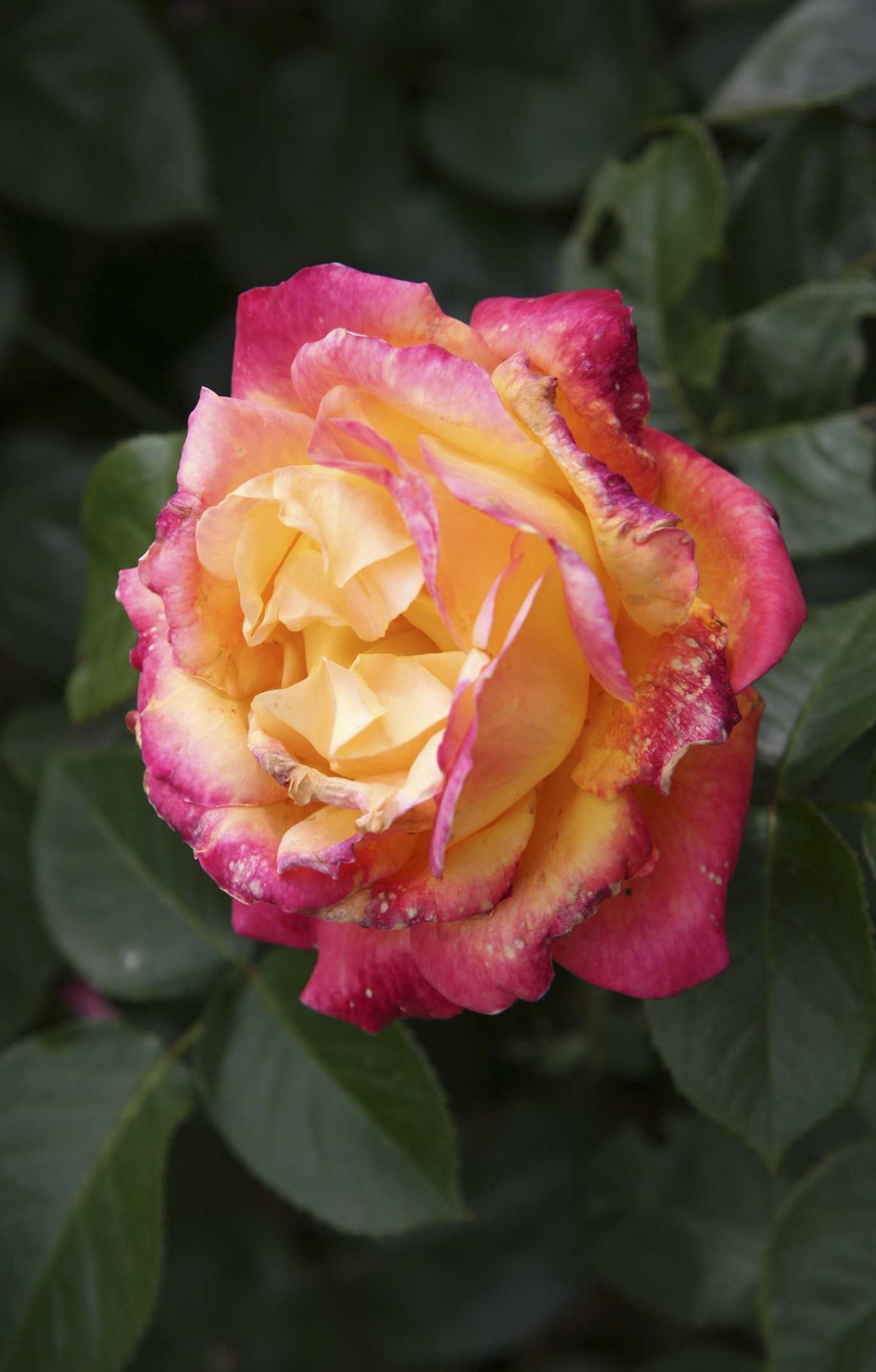 Роза восточный экспресс (pullman orient express): фото, отзывы, описание, характеристики.