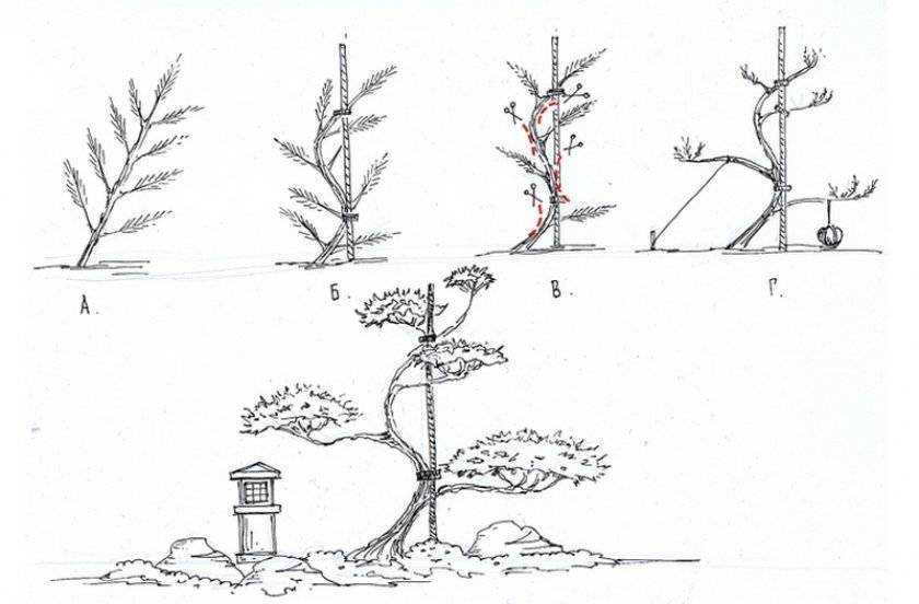 Фикус бонсай - разновидности и советы по уходу. оформление деревца своими руками (140 фото)