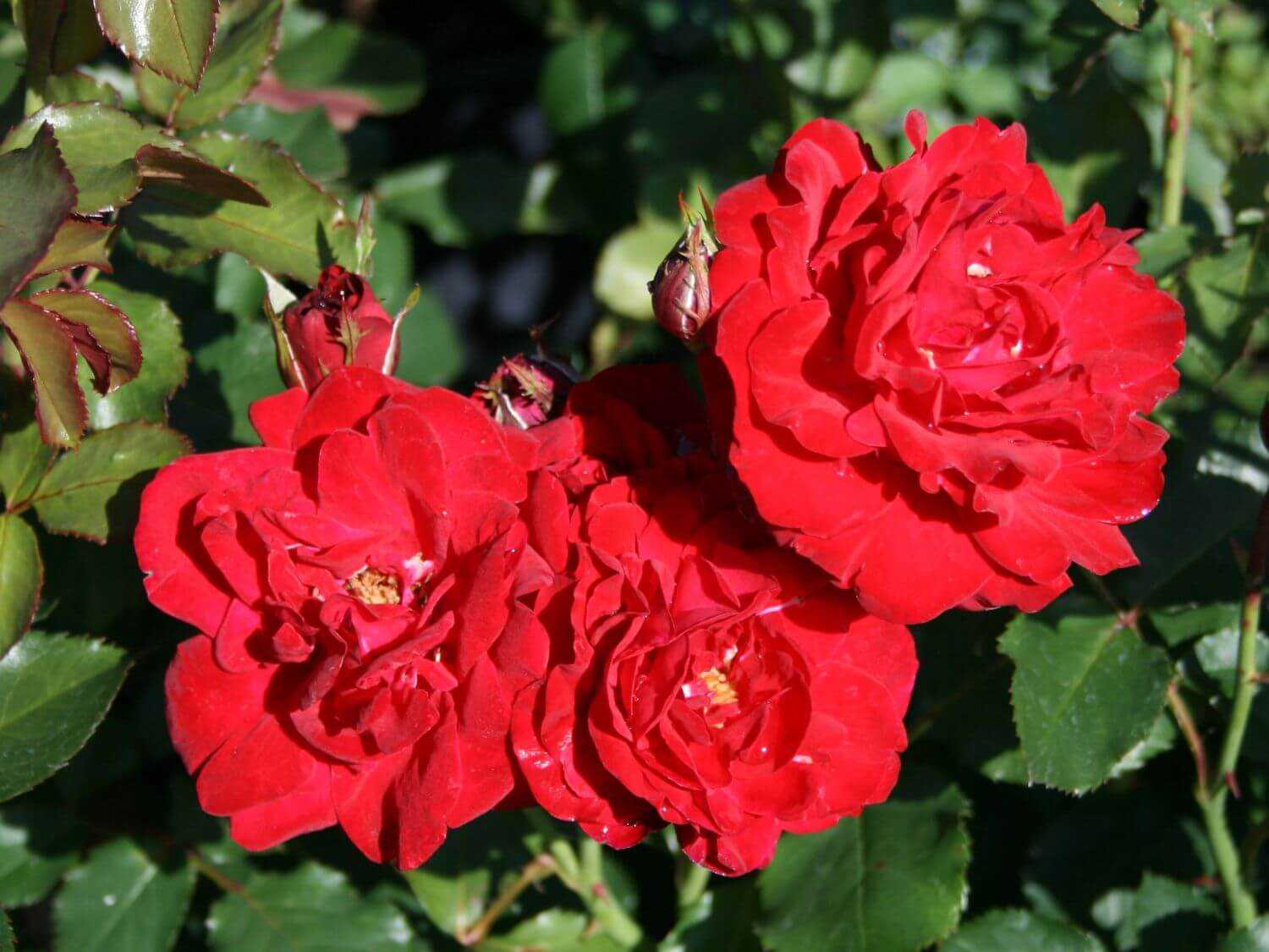 Роза нина: описание сорта и характеристики, посадка и уход, размножение с фото
