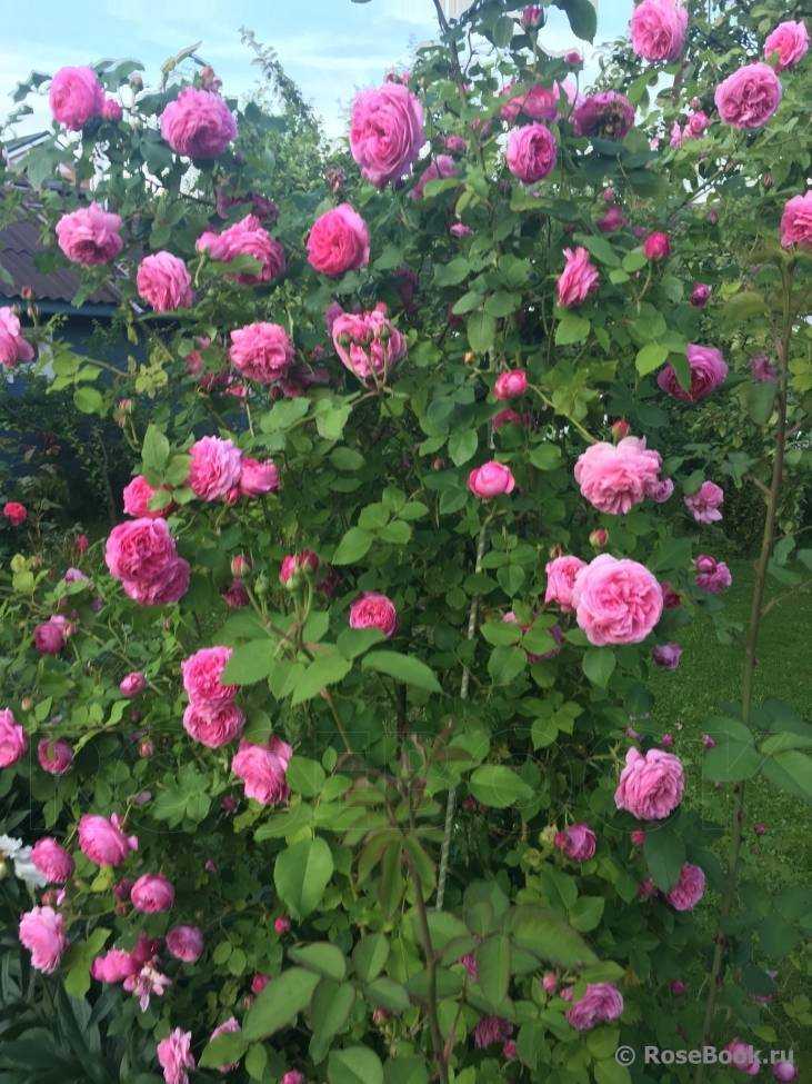 Описание бурбонской парковой розы луис одьер: отличительные особенности, уход
