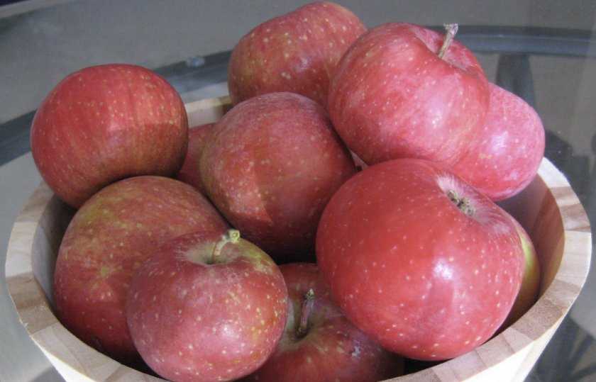 Яблоня пепин шафранный: описание сорта, фото, отзывы садоводов