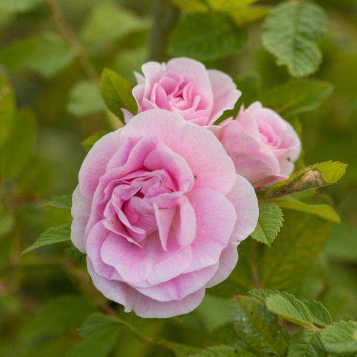 Канадские розы: лучшие морозостойкие сорта, описание, выращивание и уход | все, что нужно знать о даче