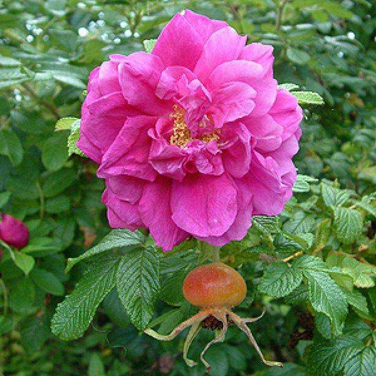 Морщинистая роза: сорта и особенности выращивания