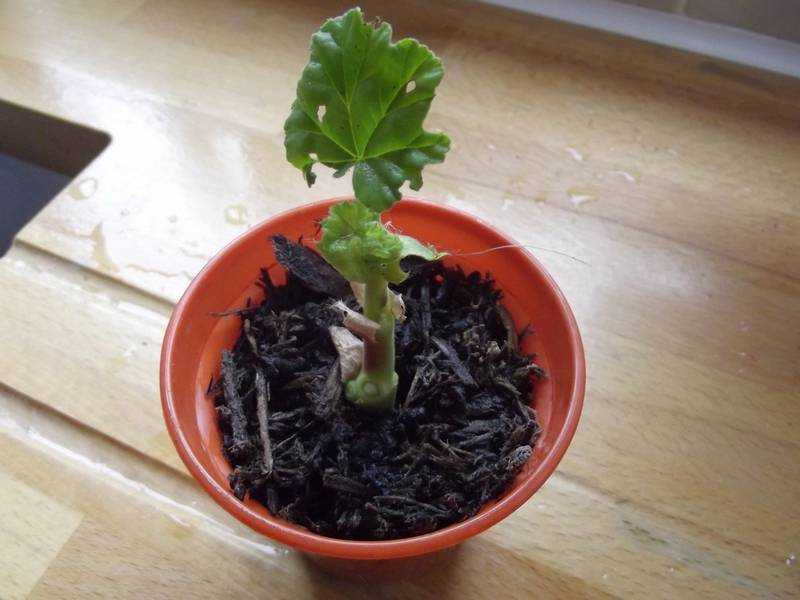 Как посадить герань черенками без корней