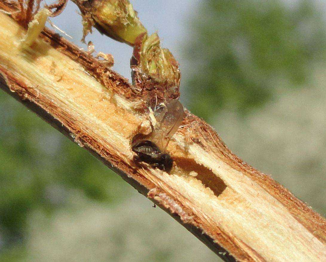 Как избавиться от муравьев на плодовых деревьях — народными средствами