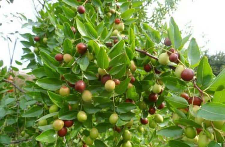Унаби (ююба) — лечебное дерево от всех болезней