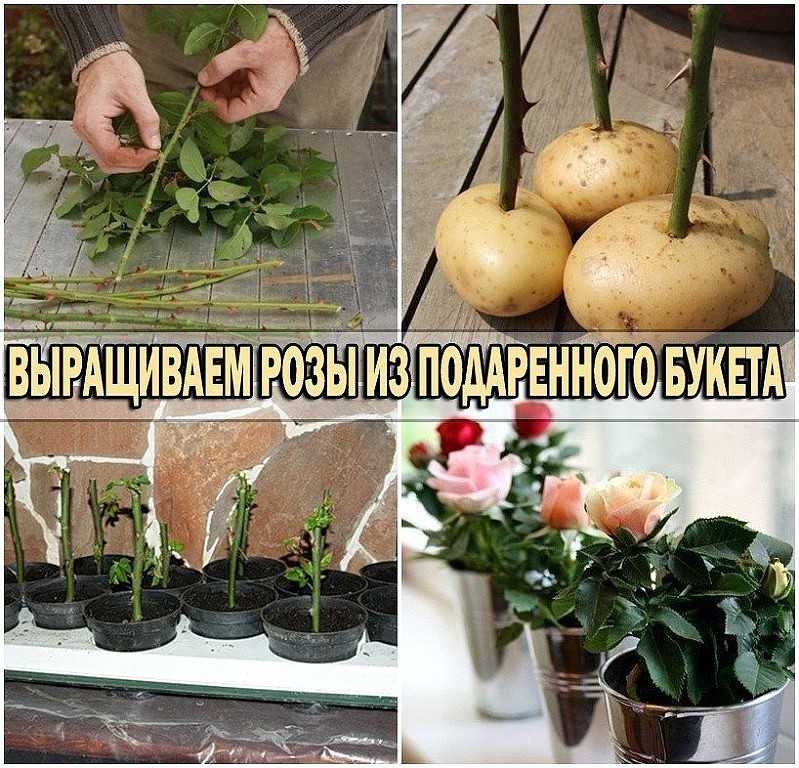 Как вырастить розу из черенка из букета - в горшке, в пакете, в картофеле и в воде