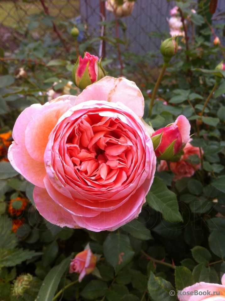 Роза абрахам дерби: особенности посадки и ухода