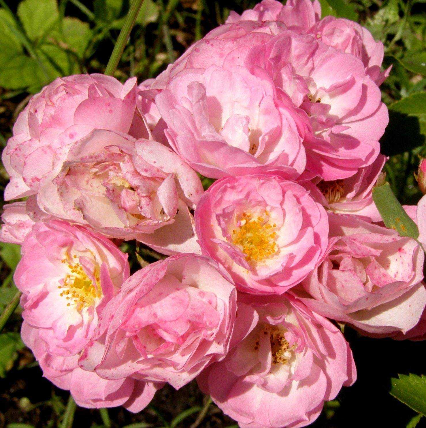 Мускусные розы: описание, сорта, посадка и уход, фото - ваш дачный участок