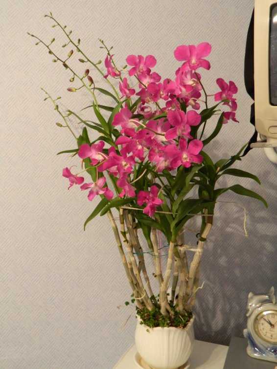 Орхидея дендробиум может стать самой неприхотливой в домашнем уходе, читайте советы и  рекомендации