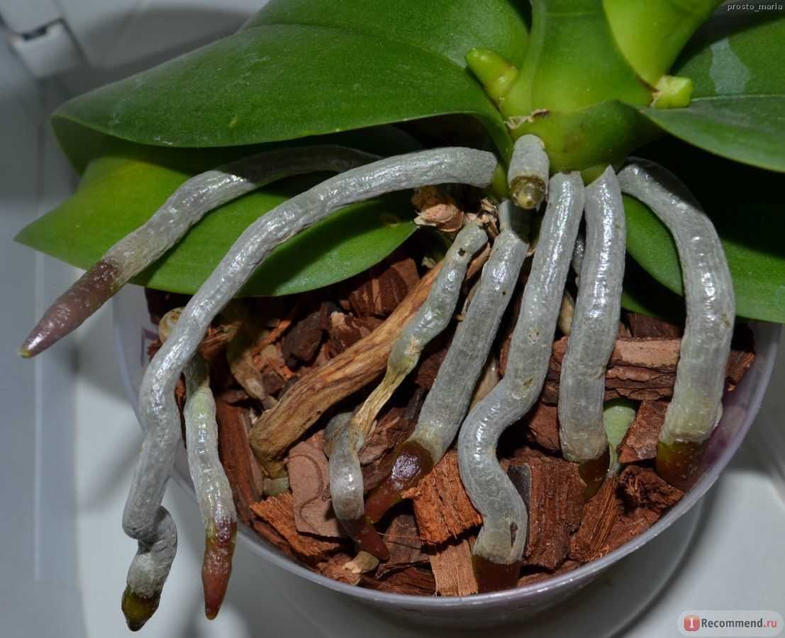 Много воздушных корней орхидей: обрезать, закапывать или оставить