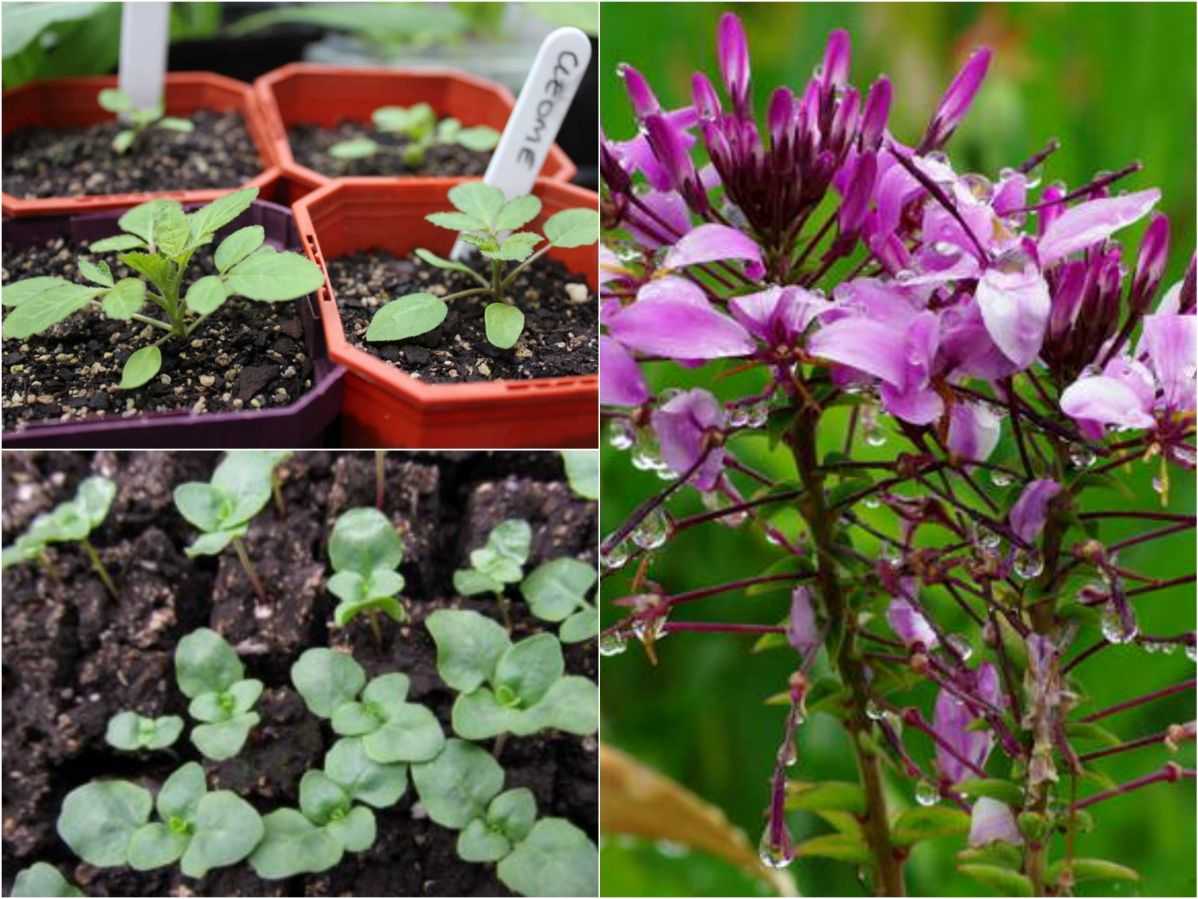 Все о мирабилисе: выращивание цветка из семян, посадка и уход в открытом грунте