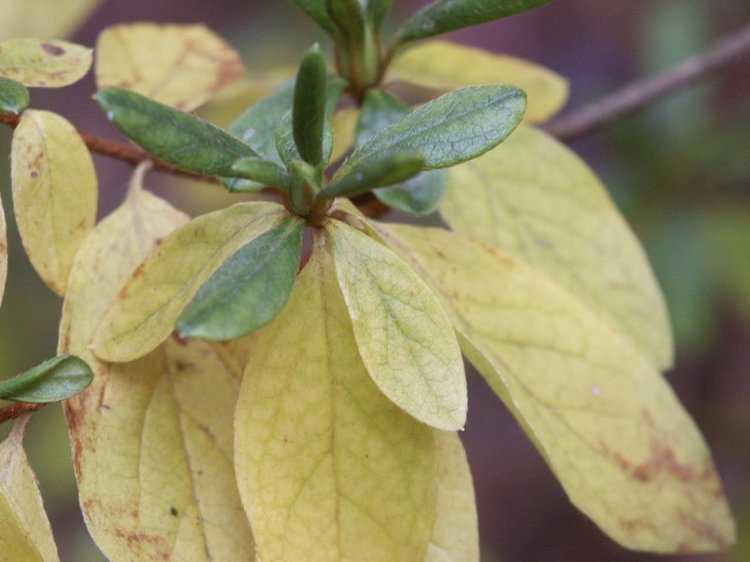 Почему желтеют и опадают листья и ветви у рододендрона, что при этом делать: летом на даче, профилактика болезней, вредители, правильный полив
