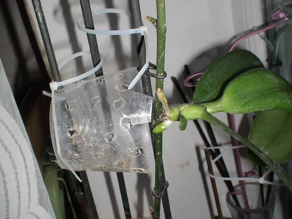Орхидея фаленопсис. выращиваю деток из черенков цветоносов: группа комнатные растения
