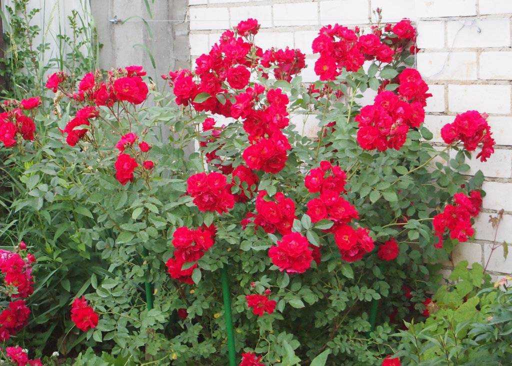 Роза аделаида худлесс: отзывы, фото канадской парковой розы | qlumba.com
