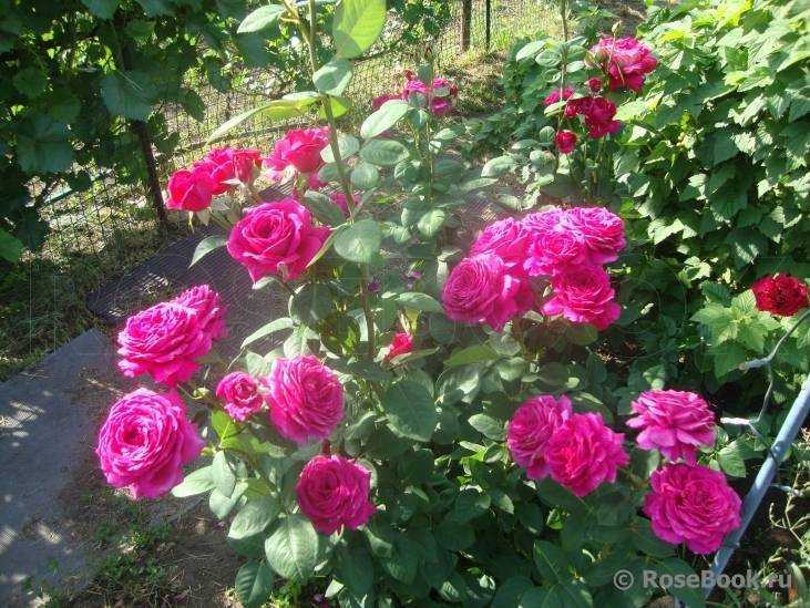 Чайно-гибридные и плетистые розы — характеристики сортов для разных регионов