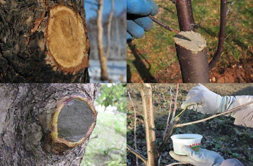 Открытая рана: обрабатываем срезы плодовых деревьев