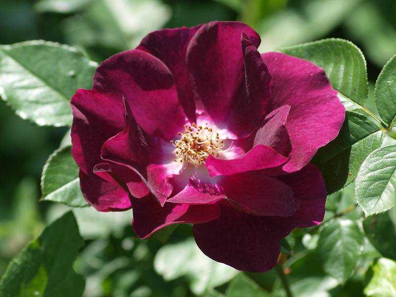 Как ухаживать за плетистой розой, вьющаяся роза уход и выращивание