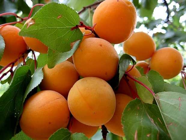 Дерево абрикос: как вырастить абрикосовую культуру в домашних условиях