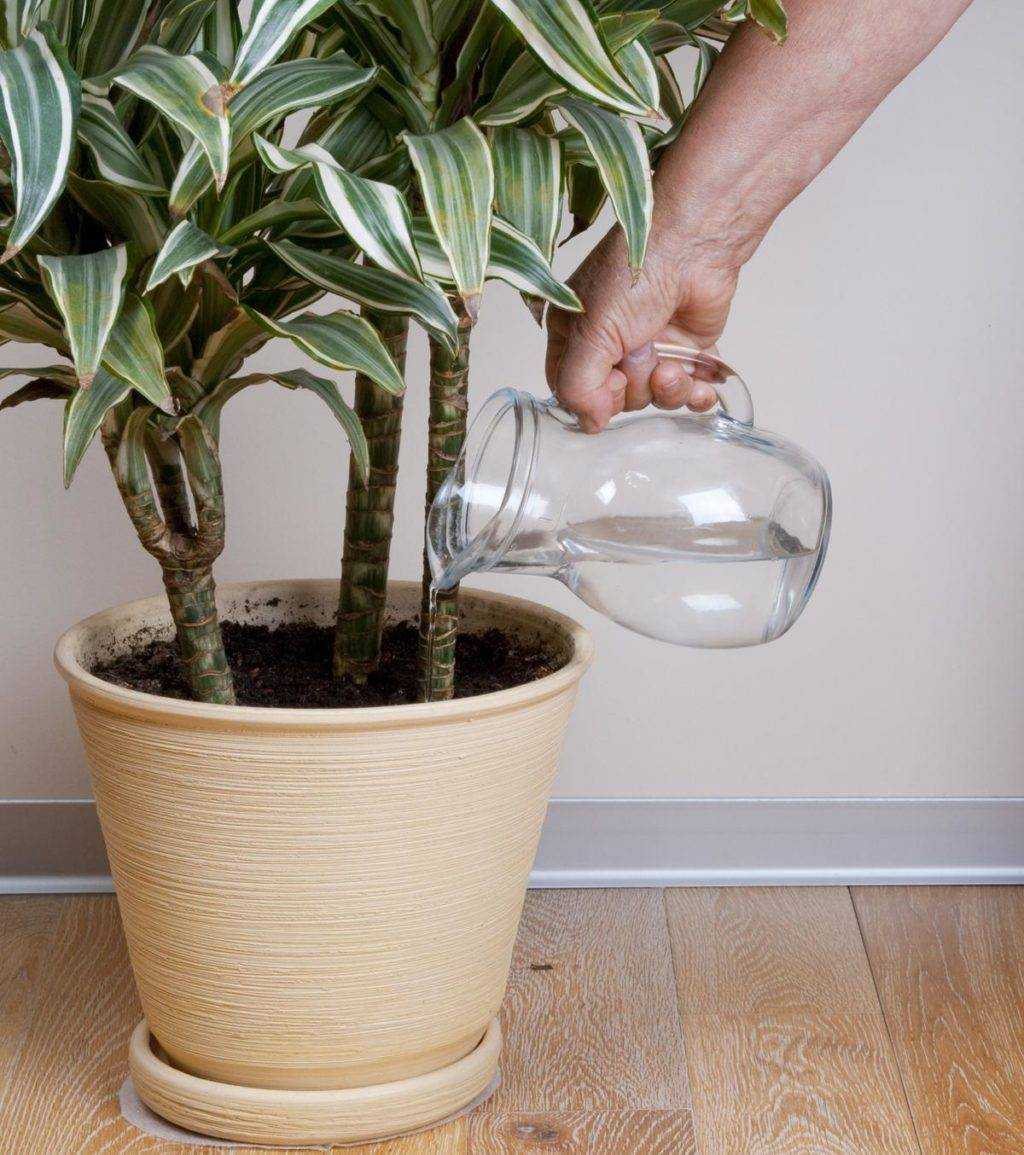 Как правильно поливать растения