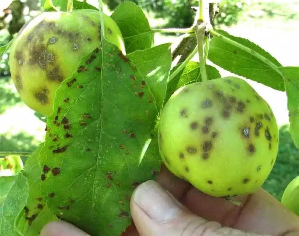 Черные точки на яблоках: что это такое и почему появляются Какие заболевания провоцируют почернение плодов на яблоне Профилактика появления темных пятен на яблоневом дереве