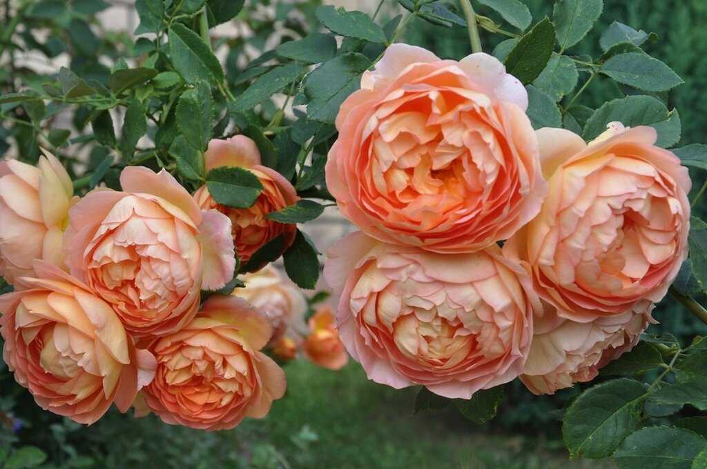 Розы дэвида остина: сорта и описание с названием и фото
