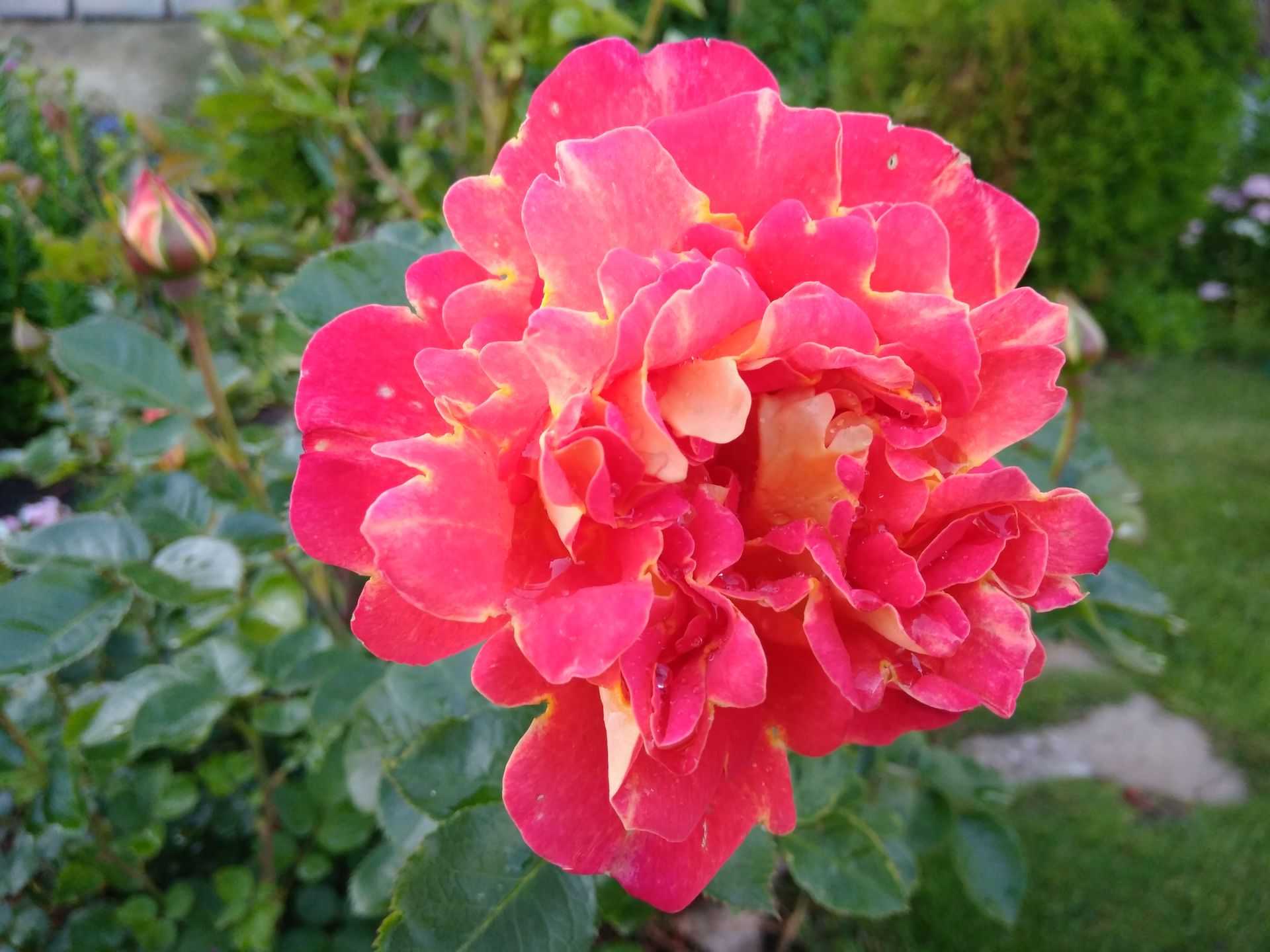 Роза Арлекин Arlequin — особенности паркового сорта, как выглядит, чем отличается от других культур, применение в дизайне ландшафта Выращивание плетистой розы Арлекин Мьям Декор, условия содержания для цветения
