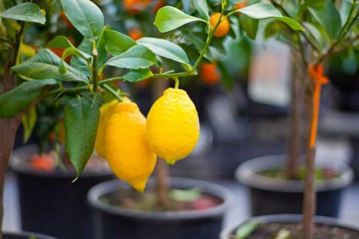 Выращиваем лимонное дерево в домашних условиях