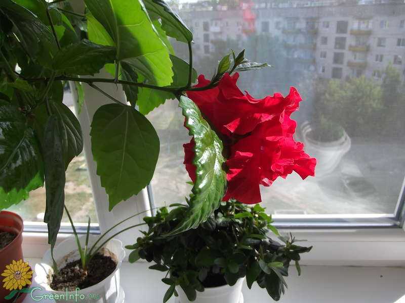 Почему сохнут листья у китайской розы | мой сад и огород