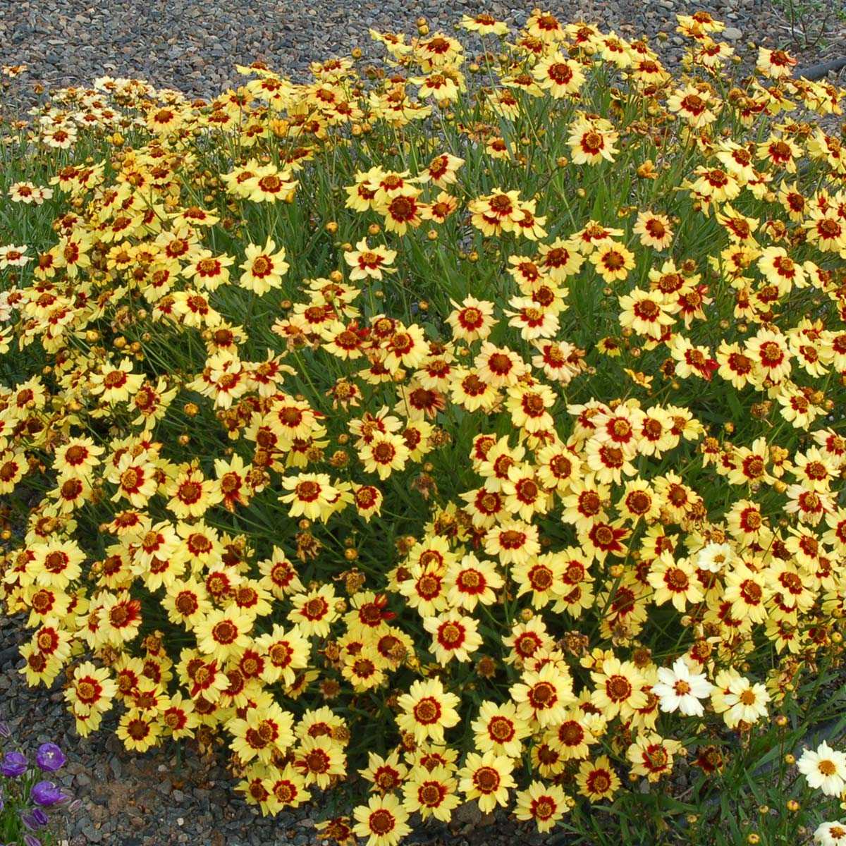 Многолетний цветок кореопсис крупноцветковый и ланцетовидный
